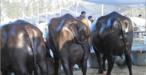 दूध र मासुमा आत्मनिर्भर बनाउन हलेसीमा भैँसी र बाख्रा वितरण